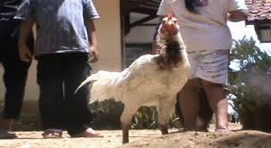 Ayam Dipotong Tidak Mati Hebohkan Warga Okezone News