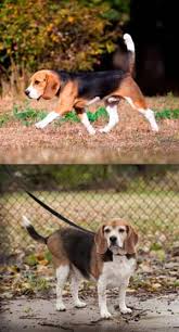 How To Help A Beagle Lose Weight