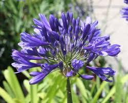 I fiori sono a mazzi di 3 o 4, i tubi rosso intenso e i petali blu violetto. Pieroni Dante Agapanthus Timaru