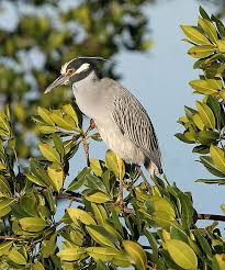 Birds That Sing At Night In Texas Yellow Crowned Night Heron Birds Heron Beautiful Birds