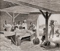 Slaves Working with a 19th Century Cotton Gin on a Plantation in a Southern  State of