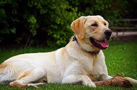 Labrador Retriever Dog Price Buy Kci Registered Labrador Retriever Puppies For Sale In India Get Healthy And P Labrador Retriever Best Dog Breeds Dog Breeder