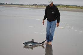 Biologist Goes To The Beach Pulls Off Impromptu Baby Shark Rescue Sharks Earth Touch News