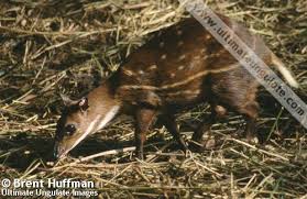 Image result for Cylindropsis parvifolia