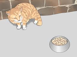 There can be a number of reasons why a dog has bloody stool, including stress and anxiety are well recognized as triggering diarrhea. How To Treat A Cat With Bloody Diarrhea Wikihow