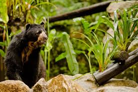 Black Bear Diner Moreno Valley Phone Number Ethical Animal Encounters On Travels Green Travel Blog