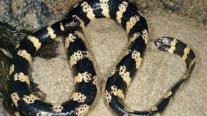 New species of sea snake discovered