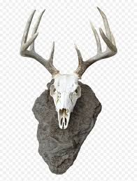 deer head silhouette png deer skull png deer skull mount kerangka tengkorak kepala rusa free transparent png images pngaaa com deer head silhouette png deer skull