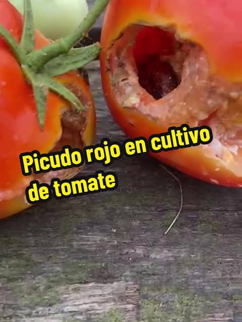 Picudo rojo en tomate: ¿plaga o comportamiento oportunista?