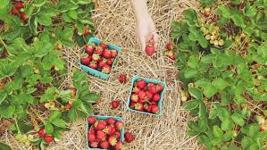 It grows in full sun to semi to shade and has reasonable water water requirements. Top Fruit Picking Spots In Sydney And Surrounds Ellaslist