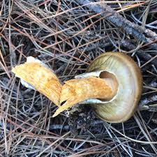 Image result for Suillus sp.