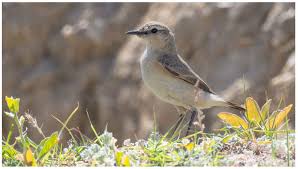 Image result for Isachne buettneri