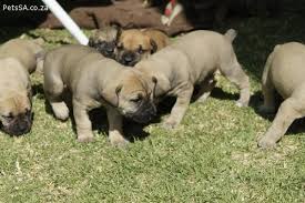 A dontation of r150 helps to feed and home a pet for 7 days! Petssa Classified Ads Boerboel Puppies For Sale In Gauteng Puppies For Sale Boerboel Puppies