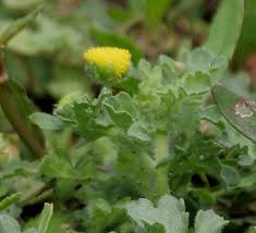 Image result for Grangea maderaspatana