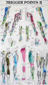 47 Prototypic Travell Trigger Point Chart