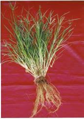 Image result for Eleusine kigeziensis