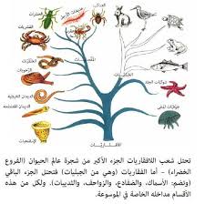 نبذة تعريفية عن المجموعات المنتمية لـ اللافقاريات