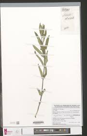 Image result for Xysmalobium heudelotianum