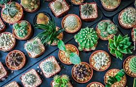 Otra cosa que debes tener en cuenta es que si tienes el cactus en casa debes dejarlo en el balcón ya que si está en ambiente superior a los 20ºc. Como Cuidar Un Cactus En Casa Para Que Crezca Saludable Candela