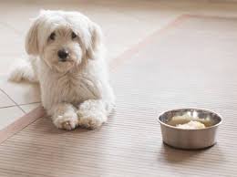 Ernahrung Fur Hunde Mit Bauchspeicheldrusenentzundung
