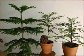 How To Grow Norfolk Island Pine Trees Indoor Bonsai Tree Norfolk Pine Bonsai Tree