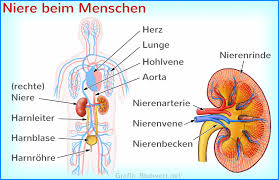In der regel werden harnstoff und kreatinin untersucht. Alle Nierenwerte Einfach Erklart