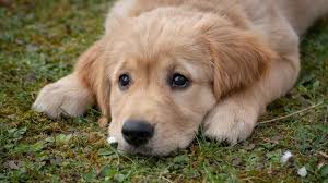 Dejamos a tu disposición las razas de perros más admirables de diferentes tamaños, toy en este apartado te dejamos una lista de los perros de raza más grandes que hay en todo el mundo. Cual Es La Raza De Perros Que Menos Ladran