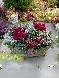 The result is a colorful explosion dy­namic enough to brighten the grayest of winter days. Image Result For White Skimmia With Red Pansies Autumn Garden Pots Container Gardening Flowers Winter Container Gardening