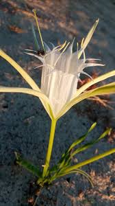 Image result for Ochna cinnabarina