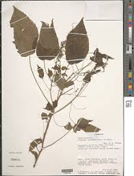 Image result for Acalypha racemosa