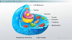 All animal cells have membrane bound organelles such as mitochondria. Cells With A Nucleus Membrane Bound Organelles Video Lesson Transcript Study Com