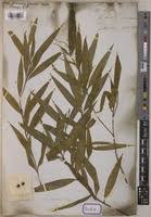 Image result for Dracaenaceae