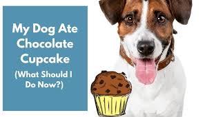 In higher doses, more severe symptoms will occur. My Dog Ate Chocolate Cupcake What Should I Do Now 4 Tips Animalfate