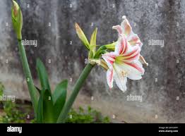 Image result for Liliaceae