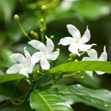 Maybe you would like to learn more about one of these? Star Jasmine Plants Trachelospermum Jasminoides Best4hedging