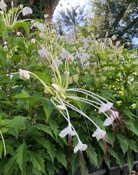 Image result for Clerodendrum incisum