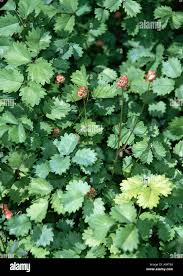 Image result for Pimpinella ledermannii