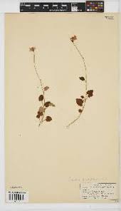 Image result for Senecio cryphiactis