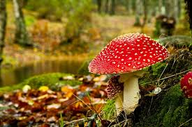 Maybe you would like to learn more about one of these? Funghi Velenosi Quali Sono E Come Riconoscerli Piemonte Tartufi