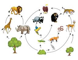 How The Food Chain Works Food Web Food Chain Animals