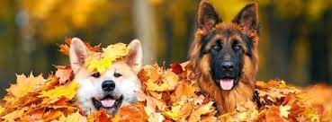 Haven animal hospital is a full service veterinary practice in las vegas, nv specializing in small animal health care. North Haven Animal Hospital Home Facebook