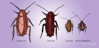 Maybe you would like to learn more about one of these? 3 Methods To Prevent Kitchen Cockroach Eggs Dengarden