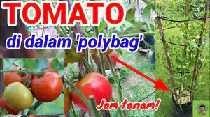 Cara menanam tomat bisa dilakukan dari langkah yang sederhana, yaitu memilih bibit tomat yang bagus. Pokok Tomato Di Polybag Youtube