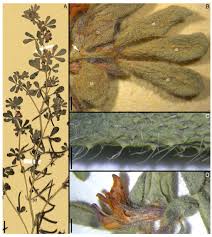 Image result for Lotus mlanjeanus