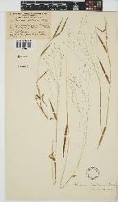 Image result for Panicum arcurameum