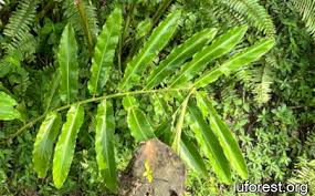 Image result for Laggera elatior