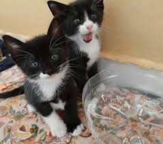 1 Bucuk Aylik Kara Kuzularima Yuva Satin Alma Sahiplen Istanbul Diger Kedi Sahiplendirme