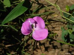 Image result for Vigna vexillata