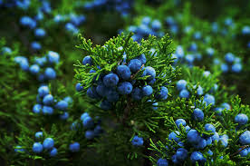 Juniper saplings can be found in dungeon chests. Common Juniper Trees In North America