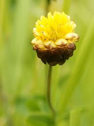 Image result for Trifolium wentzelianum